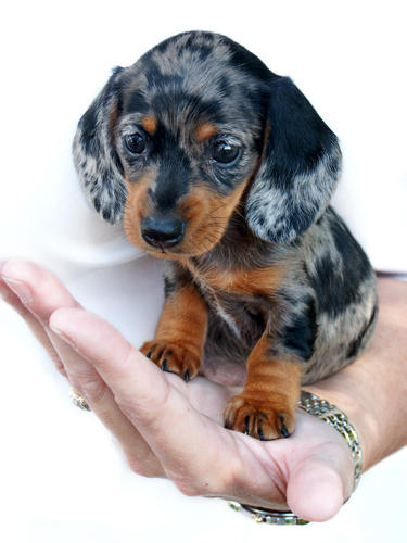 Emma baby dachshund by TriggerArtist