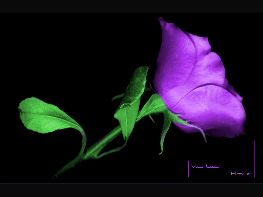 Violet_Rose_by_Daxydus.jpg