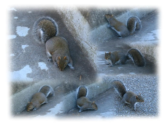 Fat squirrels by PrettyPinkDork