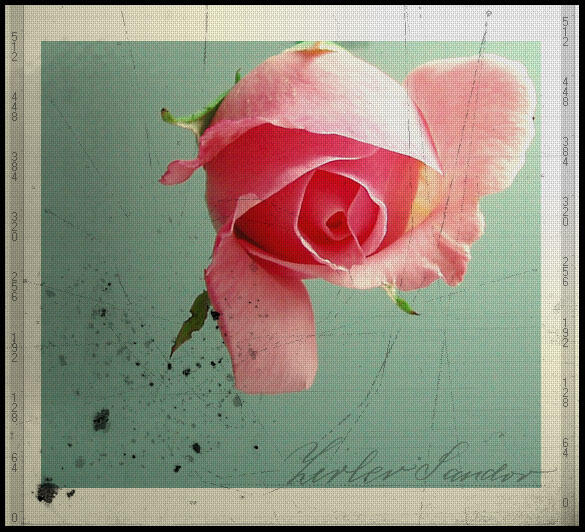    a rose by Suzie006