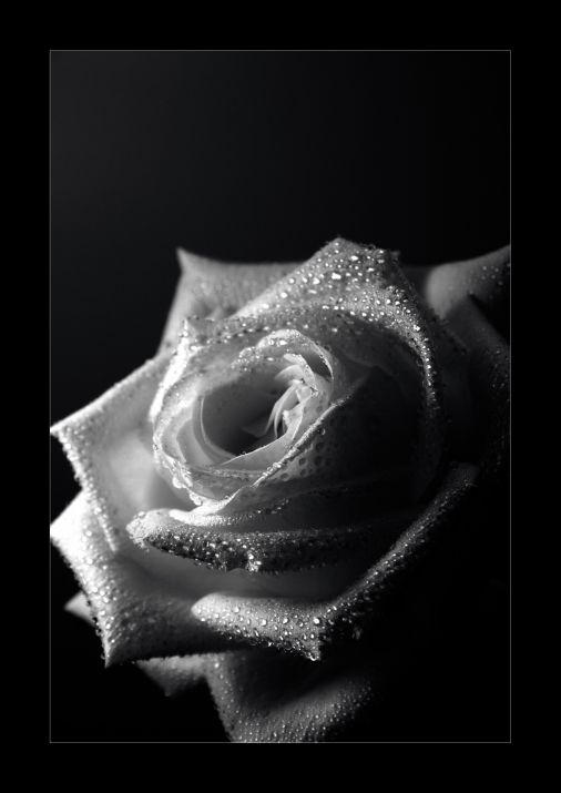 Черно-Белое Фото - Страница 2 Black_and_white_rose____one_by_sayra