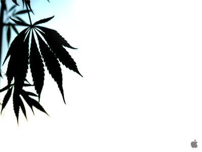 wallpaper marijuana. wallpaper marijuana.