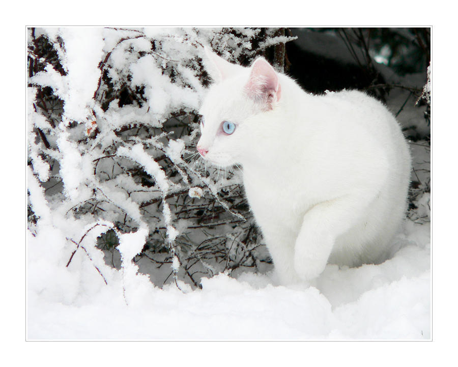 http://fc01.deviantart.com/fs8/i/2005/324/7/9/White_Snow___White_Cat_II_by_ace_of_finland.jpg