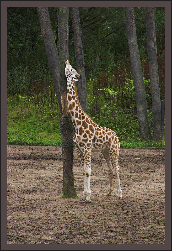 Giraffe the second by caro77