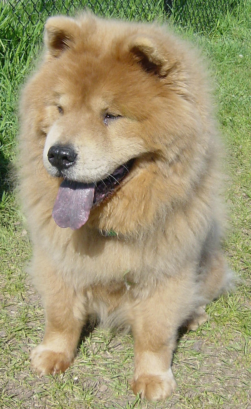 Chow Chow Dog Breed Chewie by FantasyStock