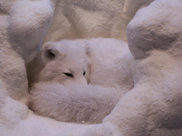 white fox by fenderbender368