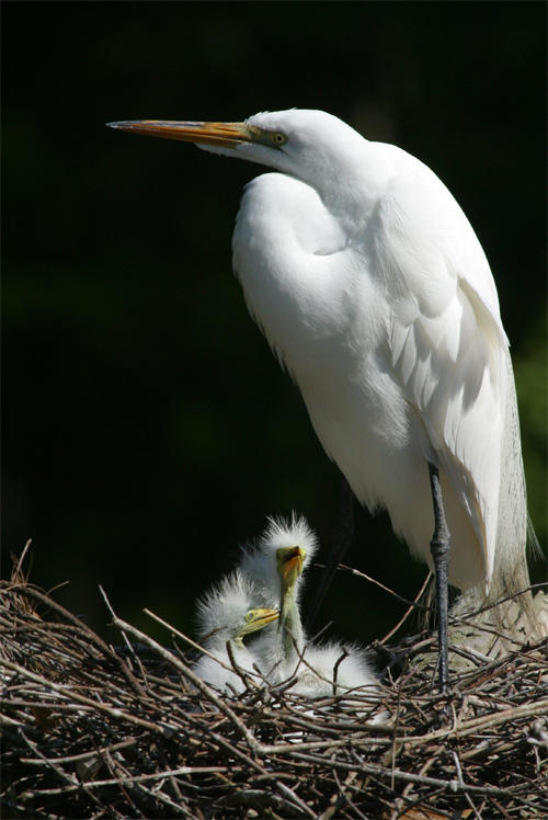 Great Egret With Babies