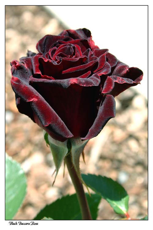 Black Baccara rose