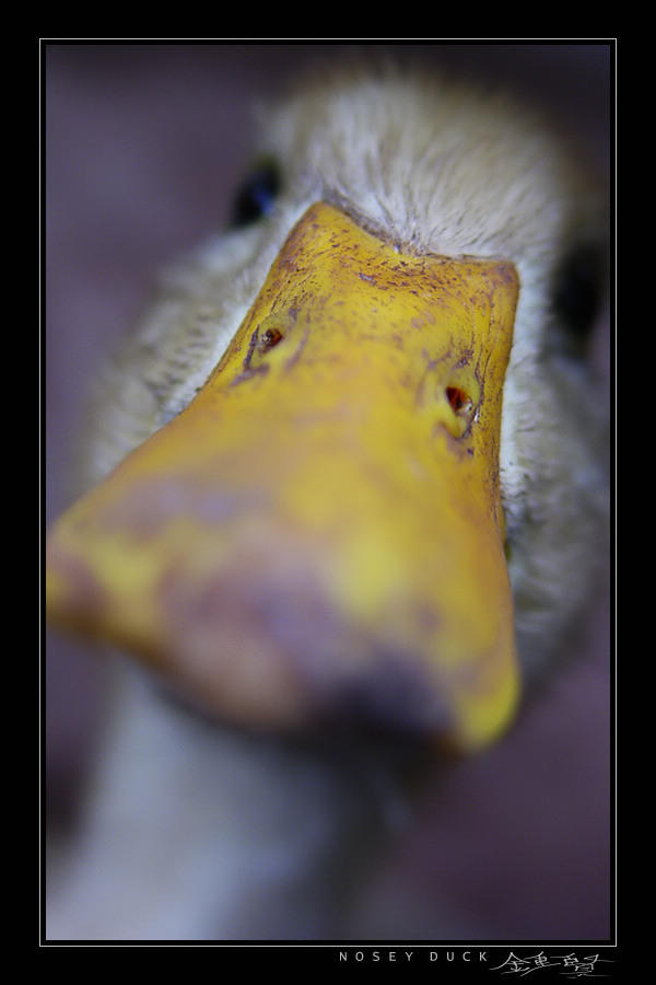 Nosey Duck